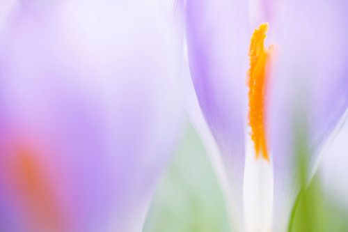 Purple with a touch of orange (Gestileerde en vrolijk gekleurde Krokussen in close-up)