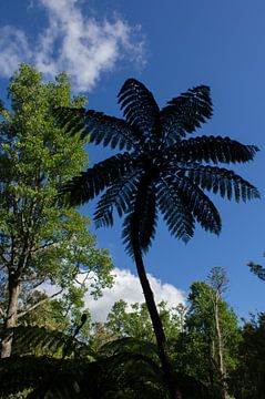 large fern by Andrea Ooms