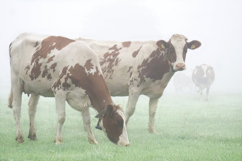 Koeien in de mist by Karin in't Hout