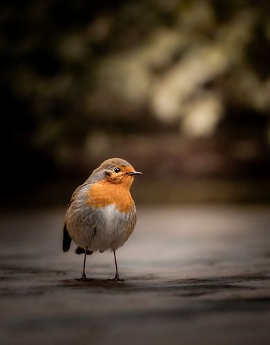 Het dansende Roodborstje - The Dancing Robin