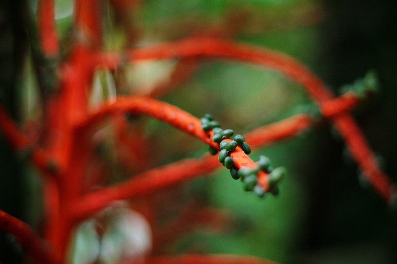 Tropical Textures by Simon Claassen