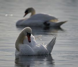 Der Schwan - 6 von René Beijer