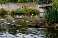 pond