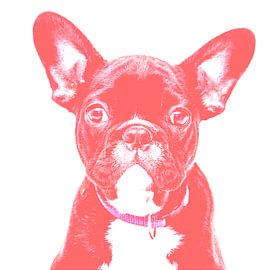 mignon bouledogue français drôle humour chien chien français sur Poster Art Shop