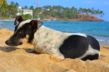 Hond op zandstrand met palmbomen bij Mirissa Sri Lanka van My Footprints