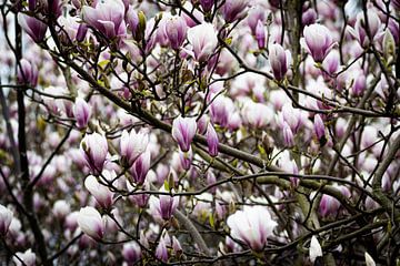 Magnolia's in de bloei van Jaimy Leemburg Fotografie