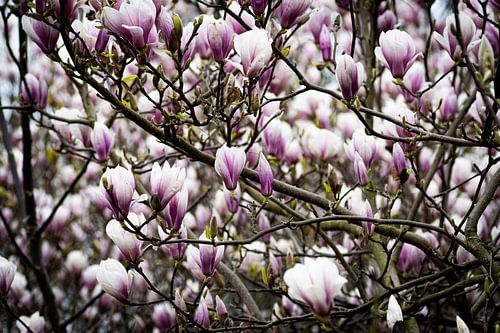 Magnolia's in de bloei