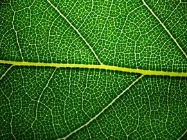 Bay leaf by Yvette de Vries