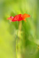 Blurred poppy