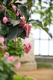 De Koninklijke Serres by marijke servaes