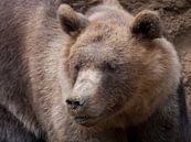 Brown Bear : Animal Park Amersfoort by Loek Lobel thumbnail