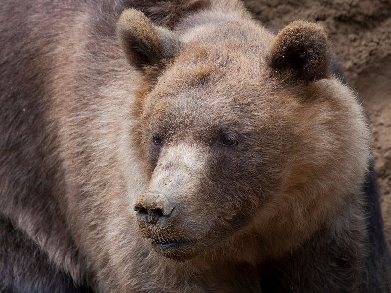 Brown Bear : Animal Park Amersfoort by Loek Lobel