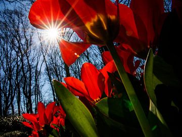 Tulpen in Holland von monique van leent
