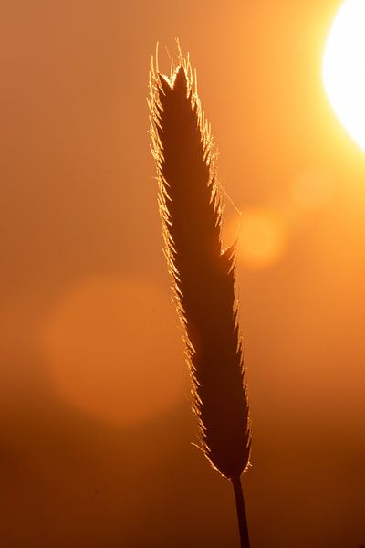Sunrise with bokeh by Camilla Ottens