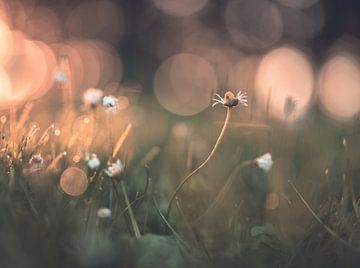 Blumen Teil 320 von Tania Perneel