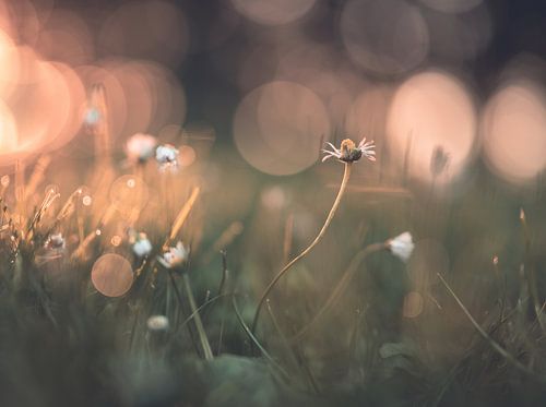flowers part 320