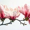 Magnolia: Pure Genesis 1/3 van Martin Mol