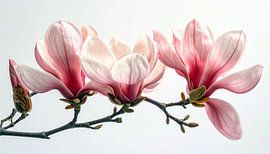 Magnolia: Pure Genesis 1/3 van Martin Mol