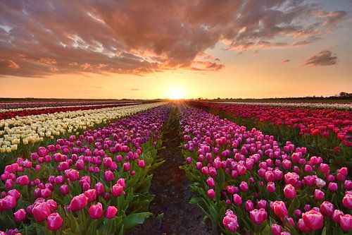 Tulpenveld bij zonsondergang Middenbeemster