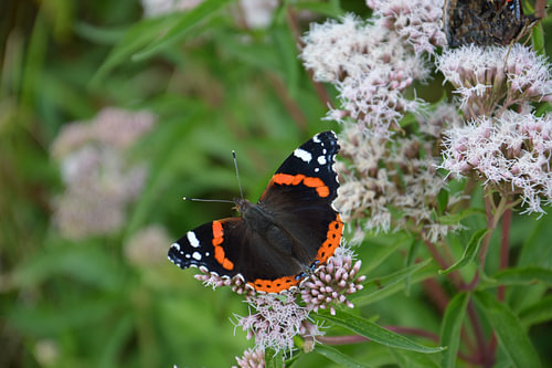 Der Admiral zum Königinnenwort.