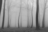 spooky forest