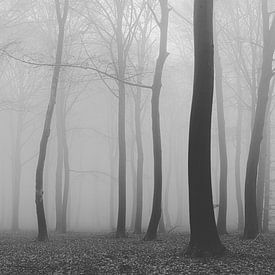 spooky forest by Stefan den Engelsen