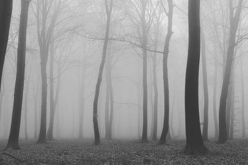 spooky forest van Stefan den Engelsen