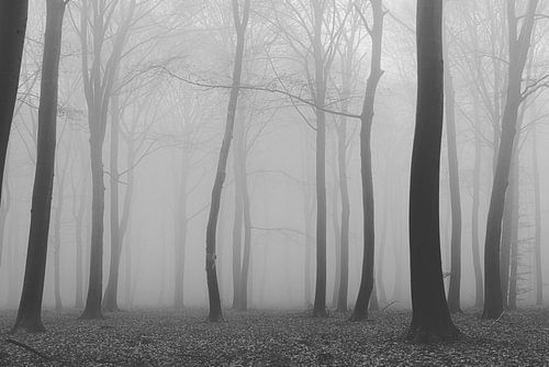 spooky forest