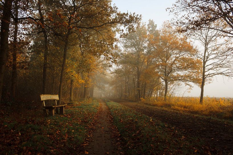 Wooden bench in an automn forest by Luis Boullosa