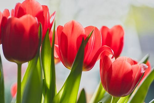 Frisse rode tulpen in de bloei