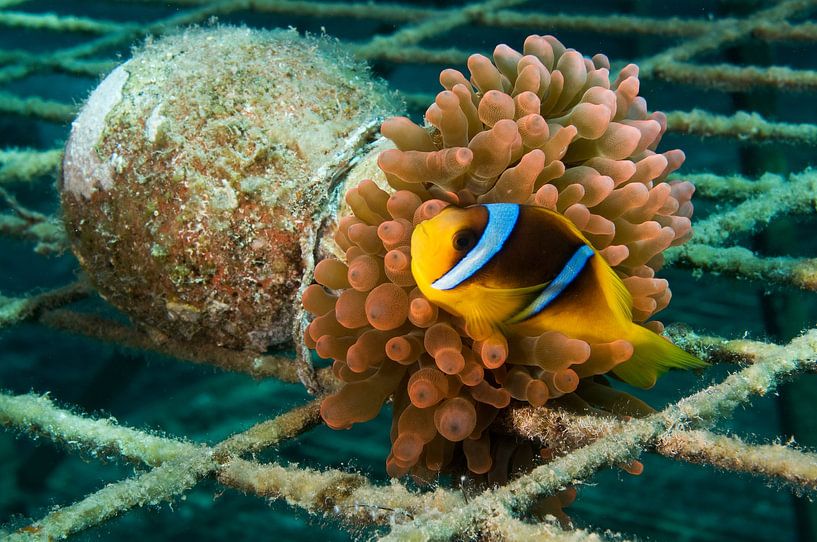 Vasenanemone von Ilan Ben Tov