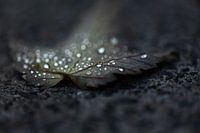 Abandoned leaf still considerably in tears