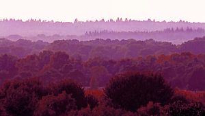 Landschaft im Violett 1