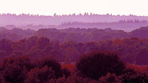 Purple-Fields 1 (Purple Layers in Landscape)