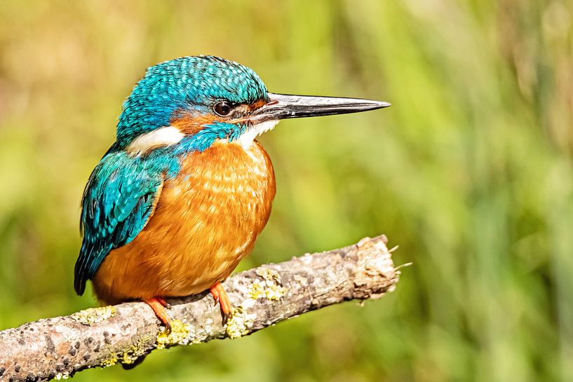 Wunderbarer Eisvogel von Roosmarijn Bruijns