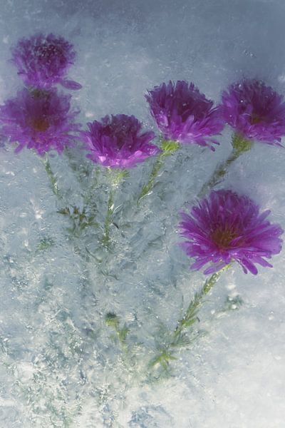 Autumn aster in ice 3 by Marc Heiligenstein