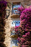Een explosie van gekleurde bloemen in Bormes Les Mimosas