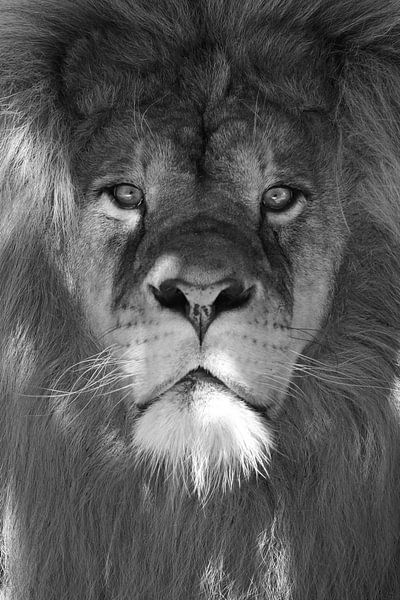 Portrait of lion by Melissa Peltenburg
