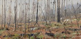 Dead forest in Canada, Richard Friese