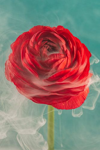 Rote Ranunkel, umhüllt von einem Hauch von Rauch von Marjolijn van den Berg