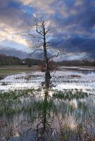 Flooding