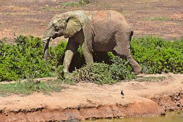 ein Elefant nach einem Schlammbad von Werner Lehmann