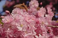 Fleurs d'un cerisier japonais par Kristof Lauwers Aperçu
