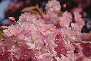 Blüten eines japanischen Kirschbaums