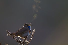 Bluethroat singing with backlight by Menno van Duijn