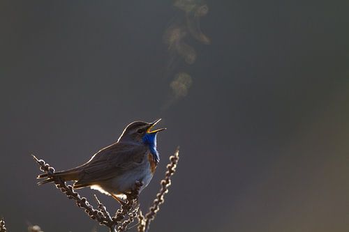 Blauwborst zingend met tegenlicht