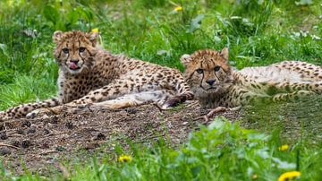 Cheetah oder Cheetah: Königlicher Bürgerzoo von Loek Lobel