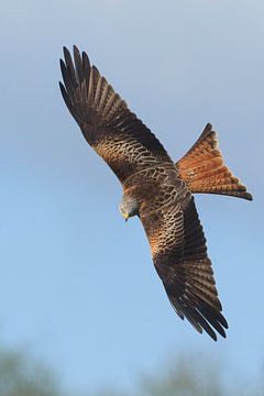 Red Kite in diving flight in England by Jeroen Stel