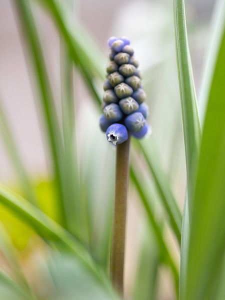 Blaue Traube von Gerda Hoogerwerf