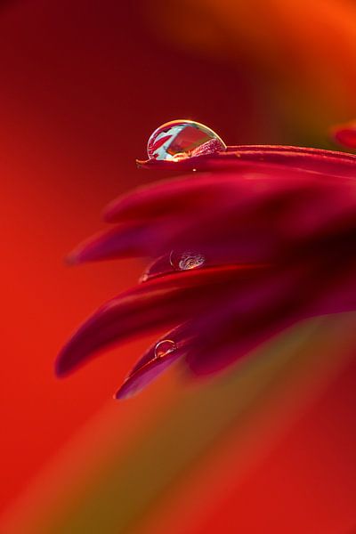 Drie heldere druppels op bloem van  Gerbera par Jenco van Zalk